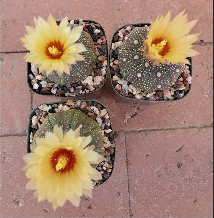 Astrophytum