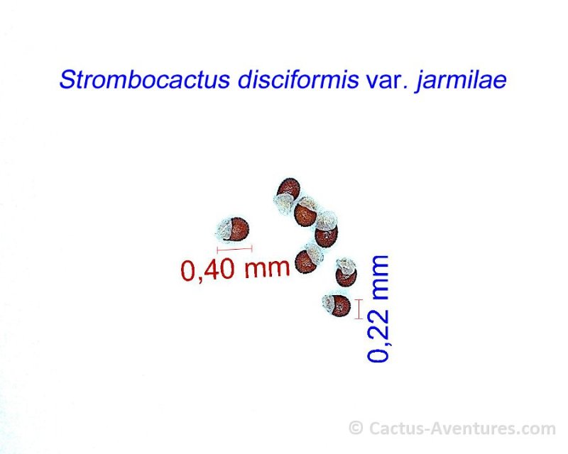 Strombocactus disciformis jarmilae JM.jpg