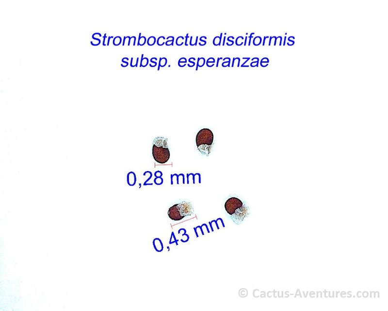 Strombocactus disciformis ssp. esperanzae JM.jpg