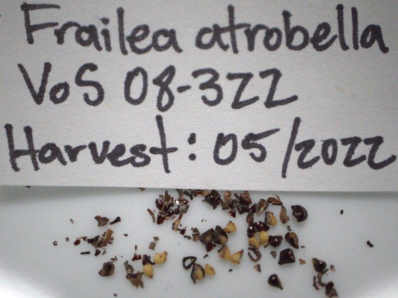2022-5-28 F. atrobella seed.jpg