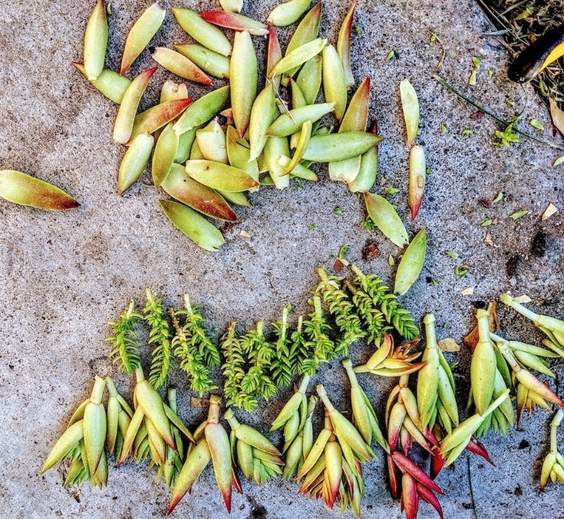 Massacre (more than enough propagations to start dozens of new plants)