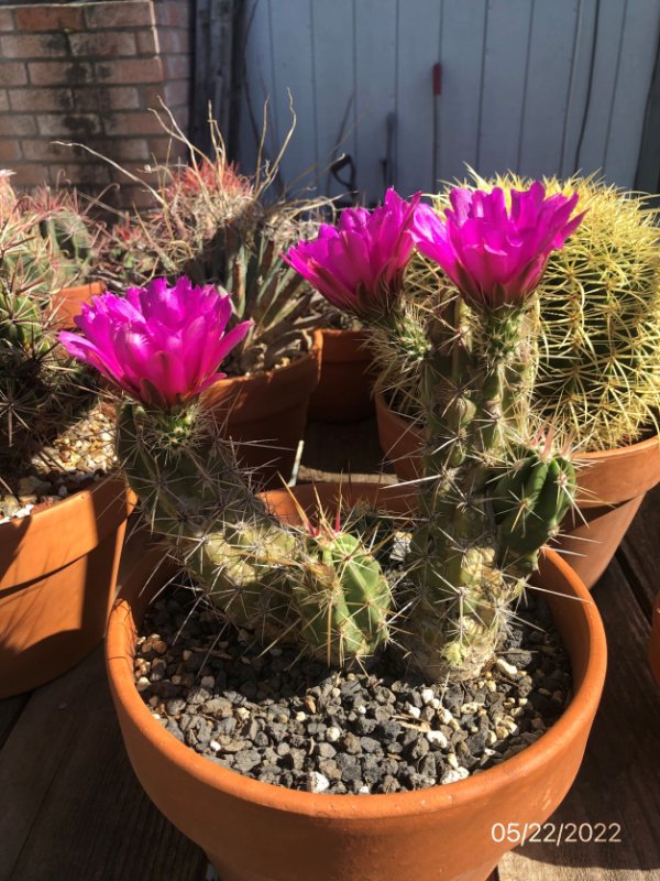 General view, in flower