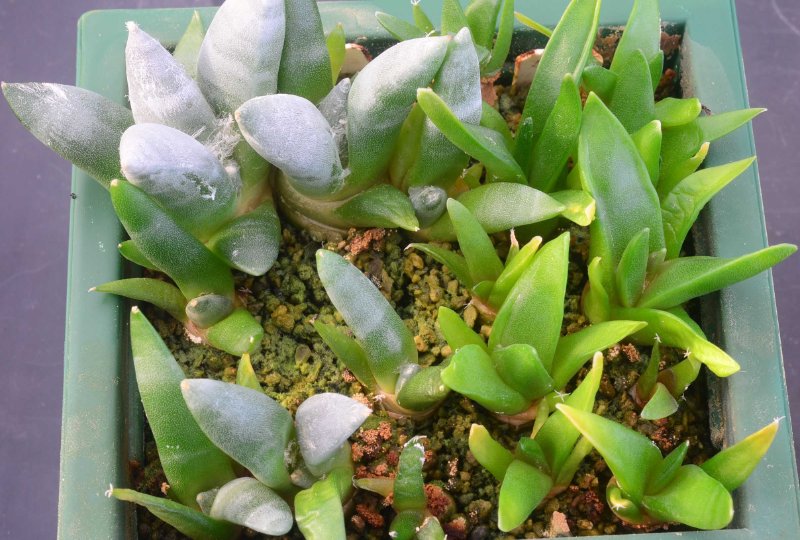 Ariocarpus seedlings