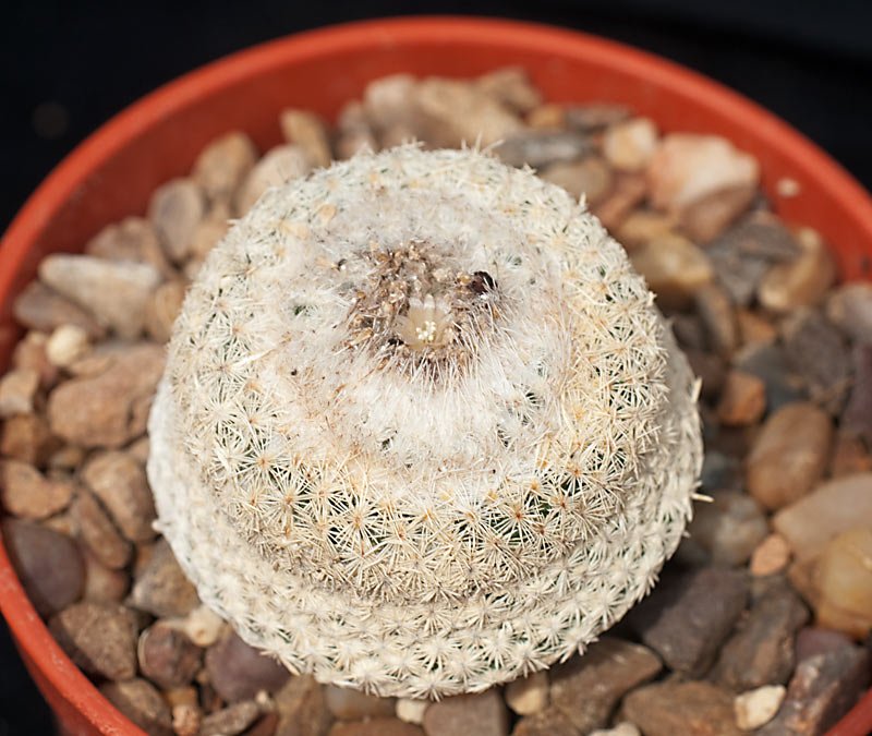 Epithelantha-bokei.jpg