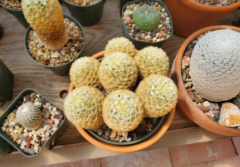 Mammillaria carmenae seed grown