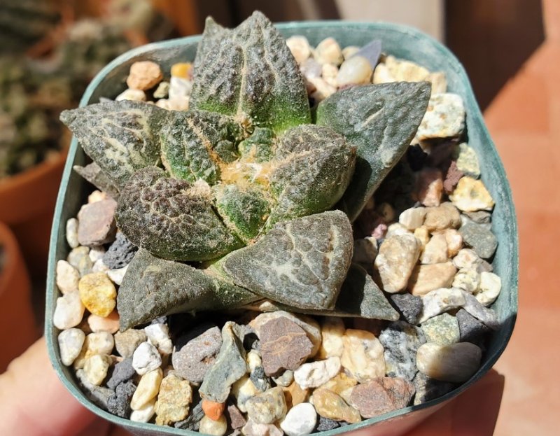 Ariocarpus fissuratus 10 years old from seed