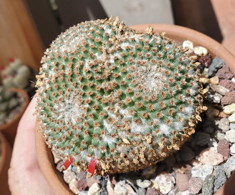 Mammillaria curceigera from Abby gardens