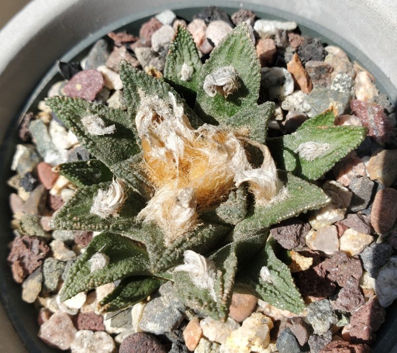 Ariocarpus bravonus Miles2go