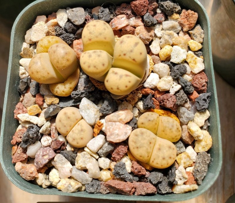 lithops dinteri frederici