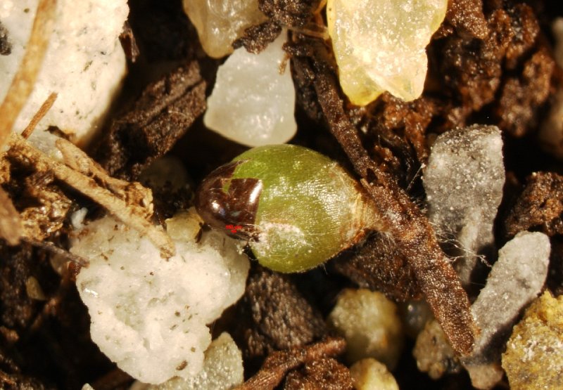 Frailea atrobella 2 0.1 mm Scale Bar.jpg