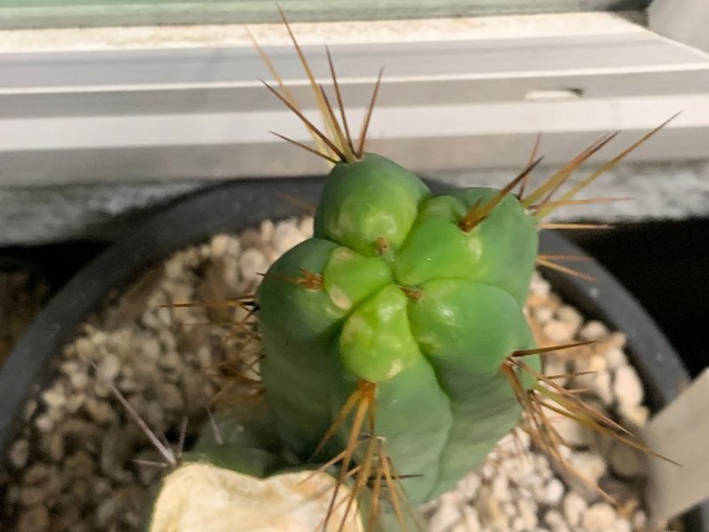 e.bridgesii6172022.jpg