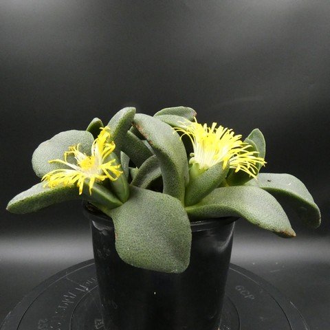 Pleiospilos simulans01.JPG