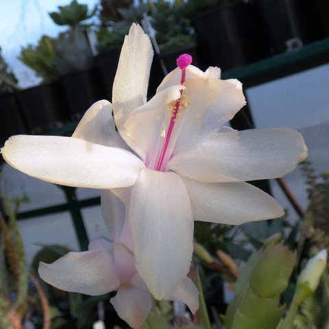 Schlumbergera sp cv Limelight Dancer 02.JPG