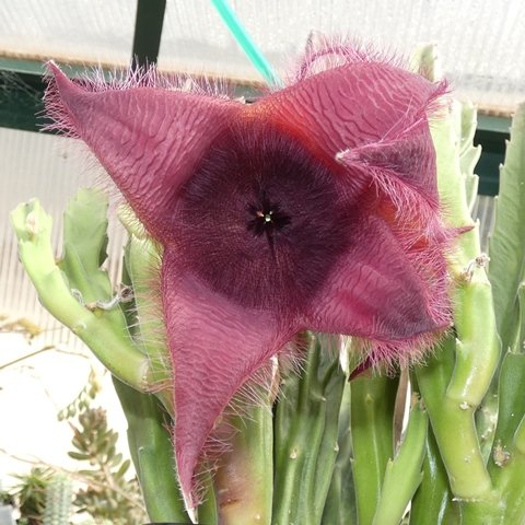 Stapelia leendertziae x grandiflora 02.JPG