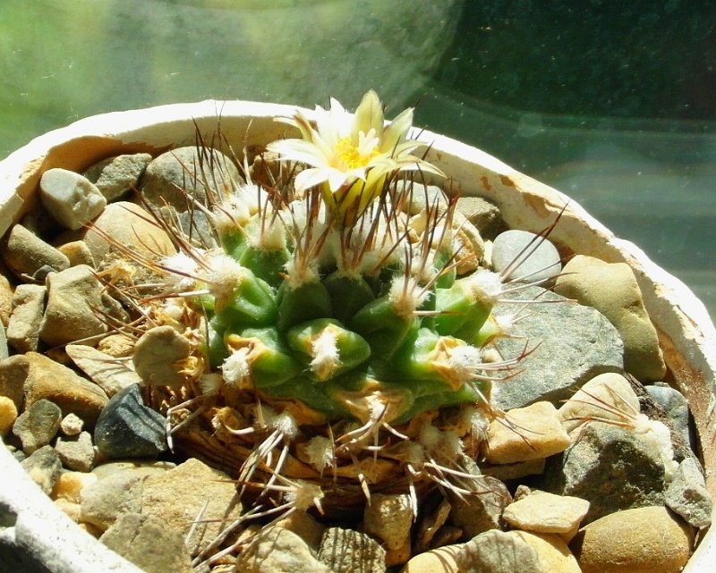 Turbinicarpus swobodae