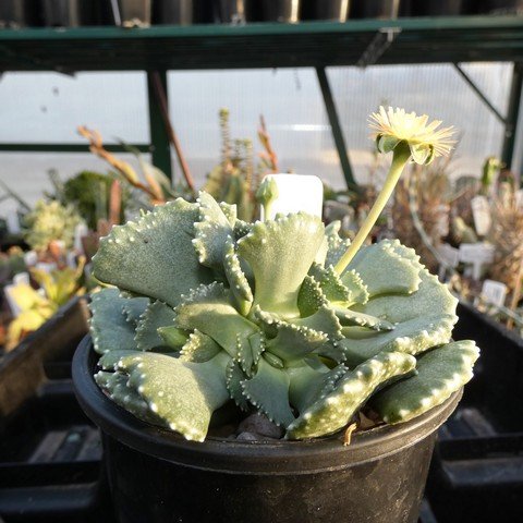 Aloinopsis malherbei 01.JPG