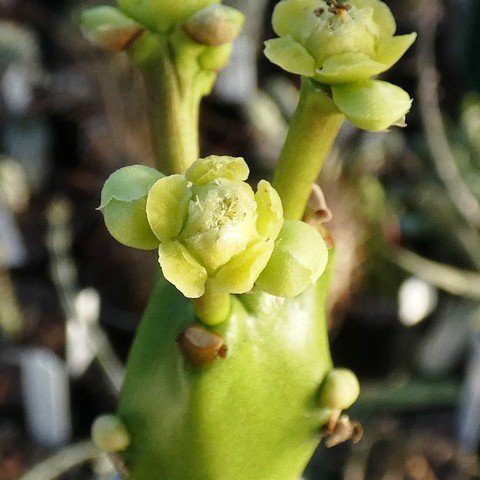 Euphorbia mayurnathanii 02.JPG
