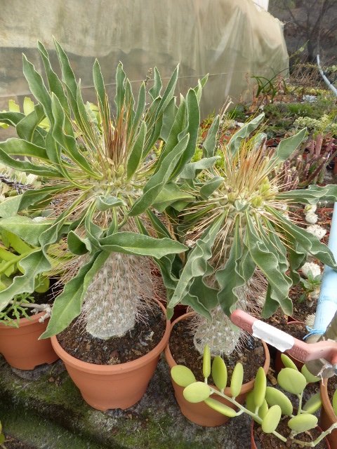 Pachypodium namaquanum (480x640).jpg