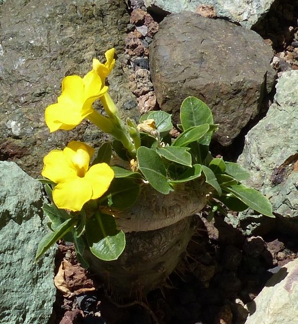 Pachypodium brevicaule (588x640).jpg