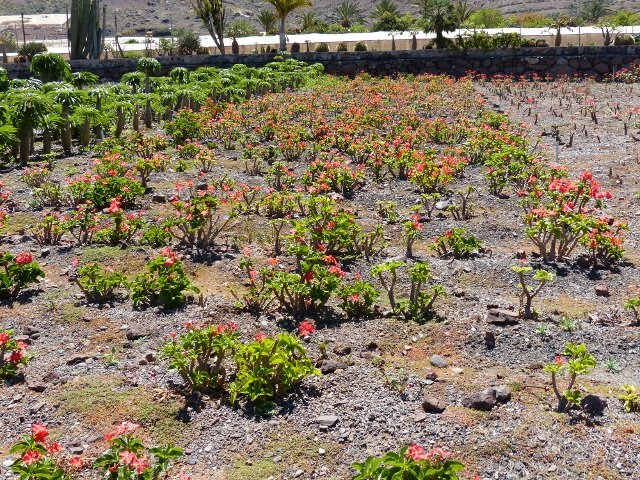 Pachypodium windsorii, blühend (640x480).jpg