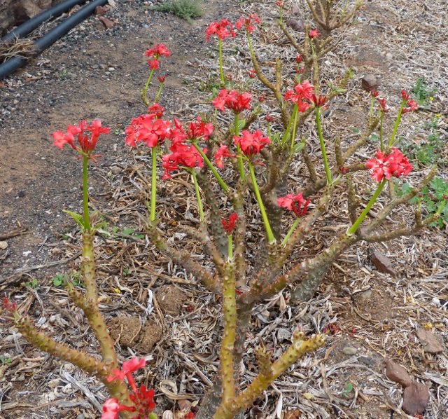 Pachypodium baronii; Blüten (640x598) (2).jpg