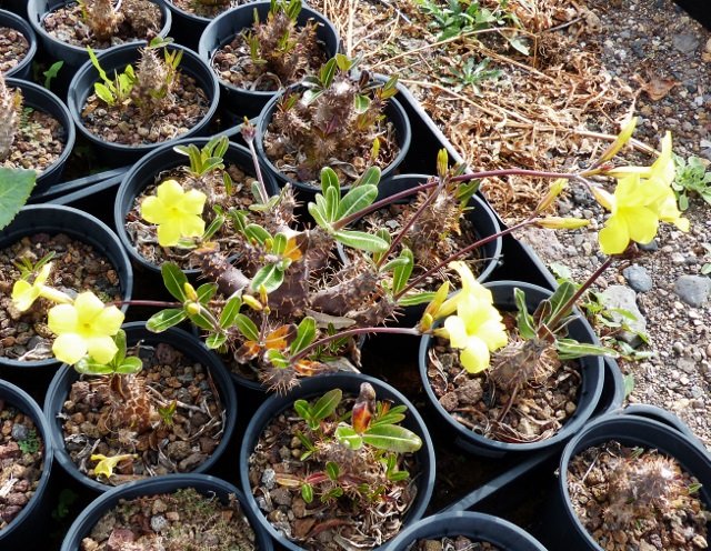 Pachypodium rosulatum ssp. rosulatum (640x496).jpg