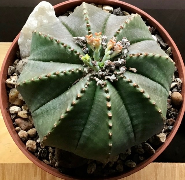 E.obesa needs a gentleman, poor lady flowering to now avail