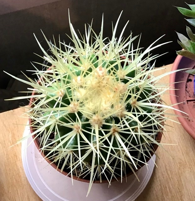 My favourite grusonii, the spines are lovely
