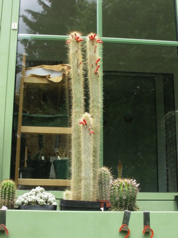 Cleistocactus hyalacanthus ssp. tarijensis1.jpg