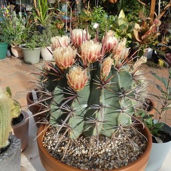 Ferocactus herrerae02.JPG