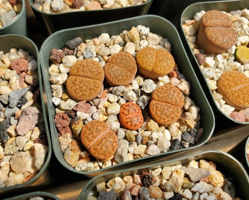 Lithops