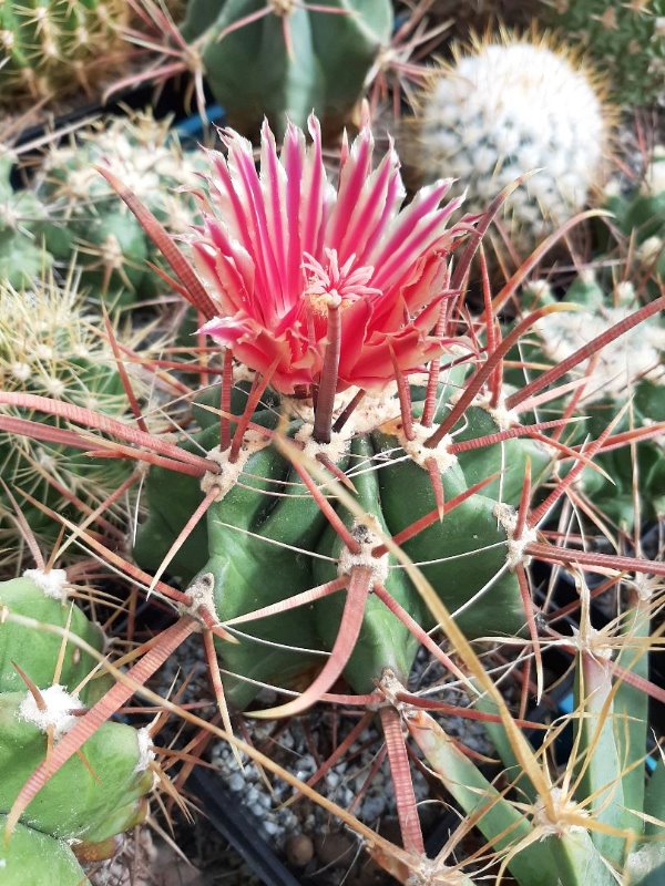 Ferocactus coloratus.jpg