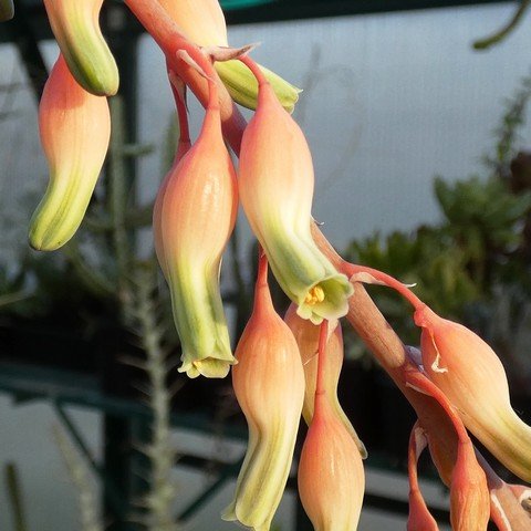 Gasteria cv Silk variegata 02.JPG