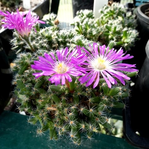 Trichodiadema densum01.JPG