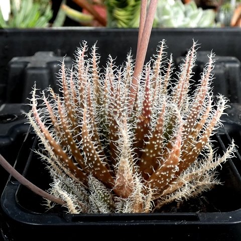 Aloe haworthioides 01.JPG