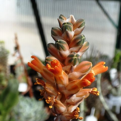 Aloe haworthioides 02.JPG