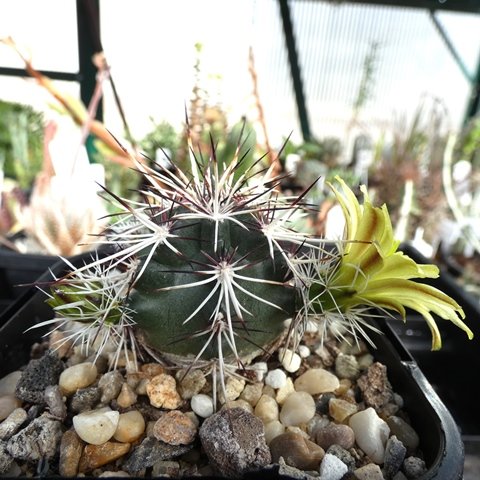 Echinocereus viridiflorus sub davisii 01.JPG