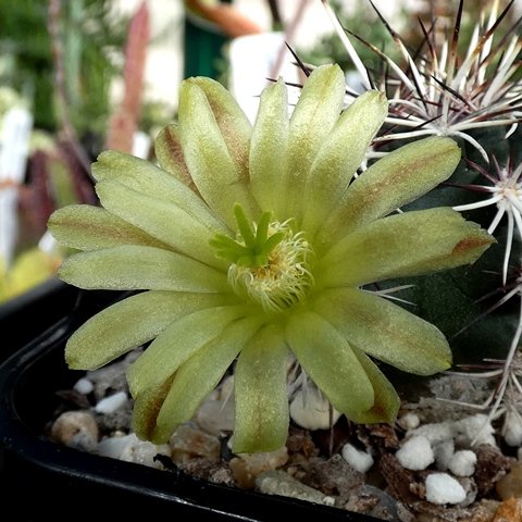 Echinocereus viridiflorus sub davisii 02.JPG