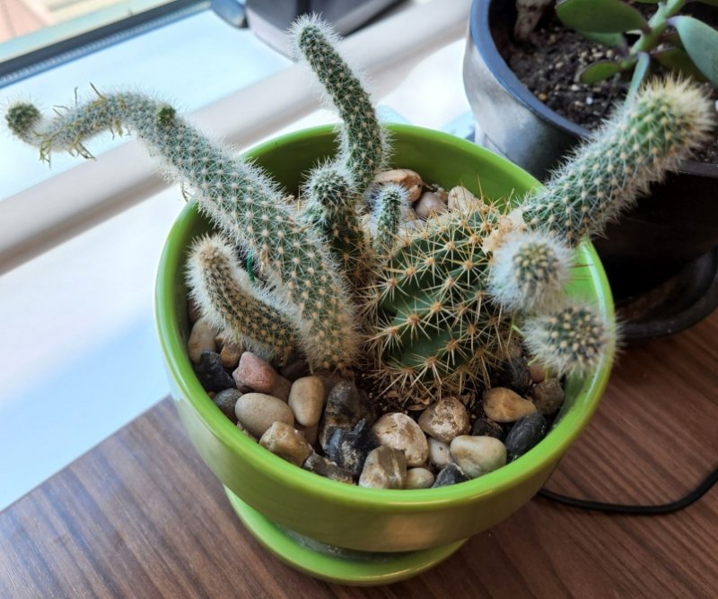 my home depot cactus