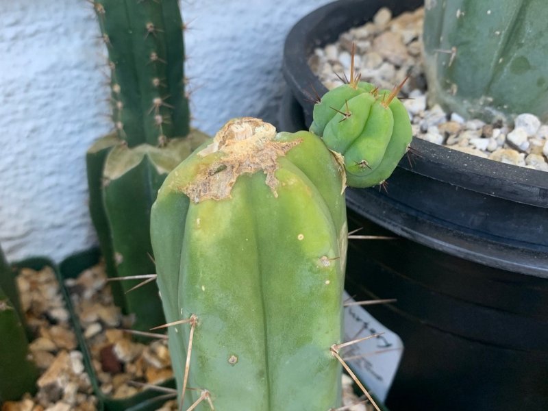 e.bridgesii772022.jpg