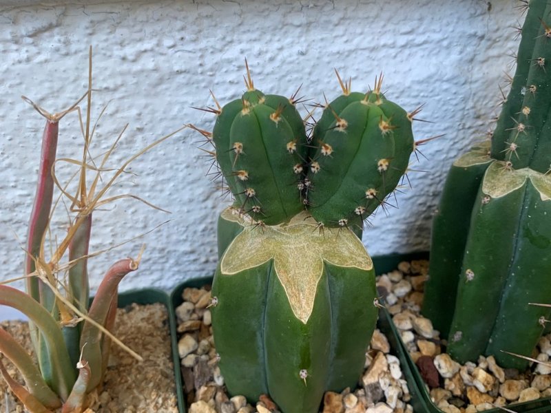 unknowntrichocereus772022.jpg