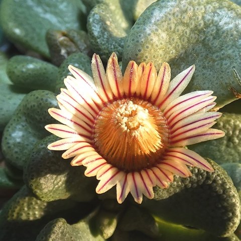 Aloinopsis rosulata 02.JPG