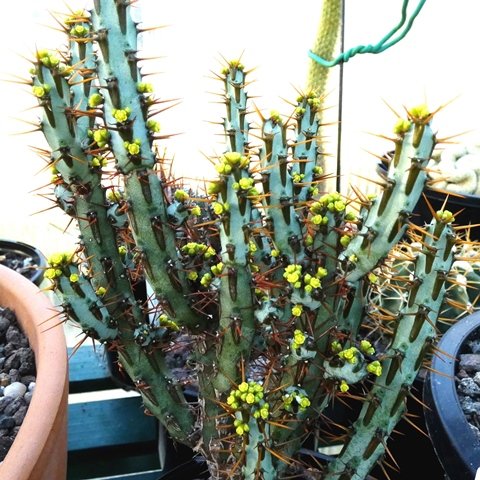 Euphorbia aeruginosa 01.JPG