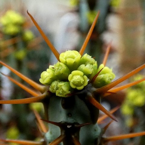 Euphorbia aeruginosa 02.JPG