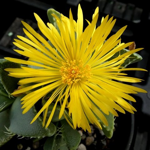 Faucaria kingiae 02.JPG