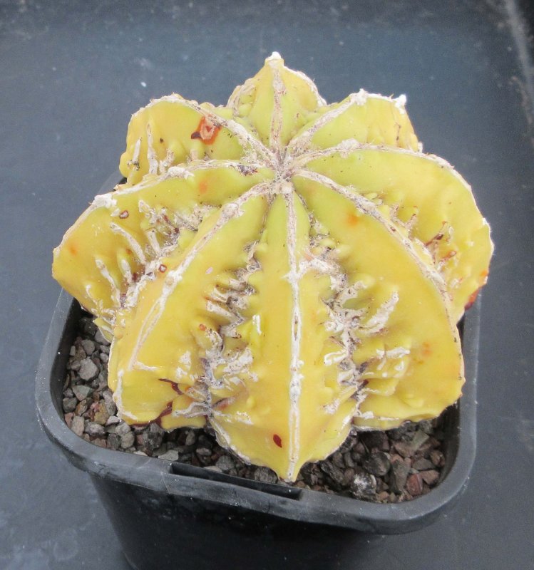 A. hybrid, hakujo fukuryu banjyaku