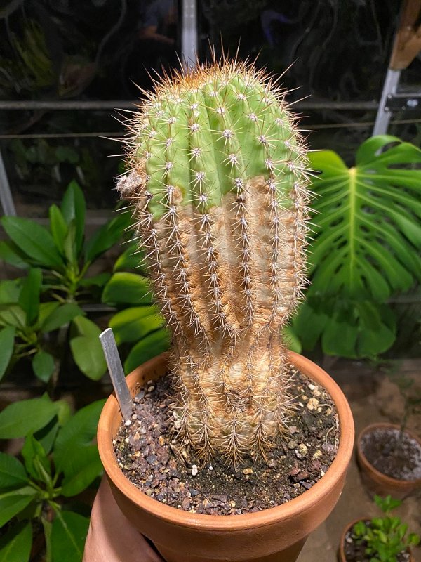 Full cactus