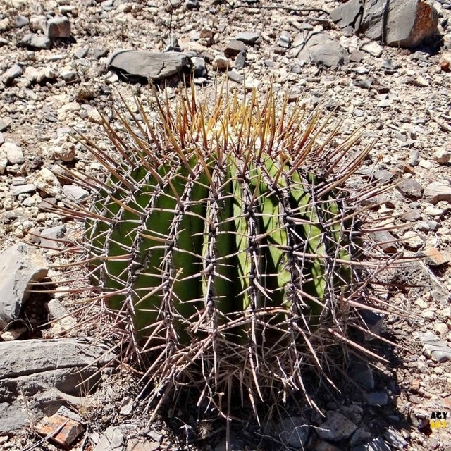 Echinocactus_platyacanthus_24249_l.jpg