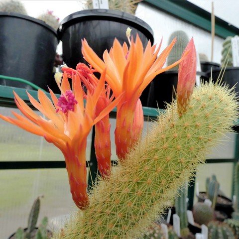 Cleistocactus winteri 01.JPG