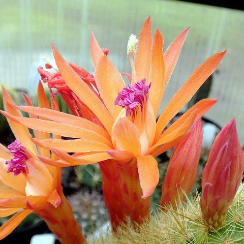 Cleistocactus winteri 02.JPG